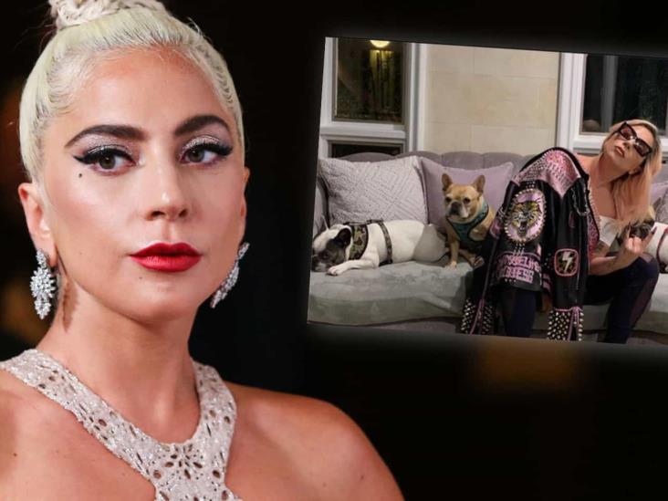 Ofrecen Recompensa Por Atacante De Perros De Lady Gaga