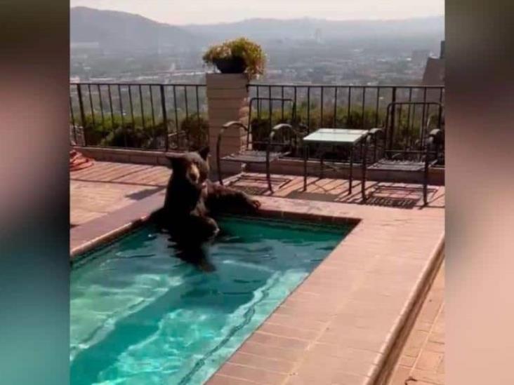 Encuentran Un Oso En Su Jacuzzi