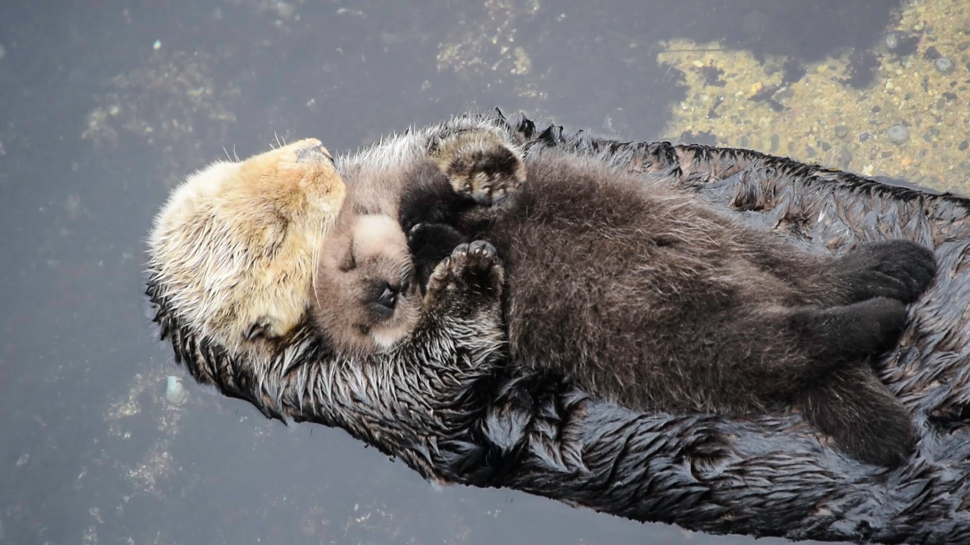 Estas imágenes de animales bebés con sus mamás te endulzaran el corazón