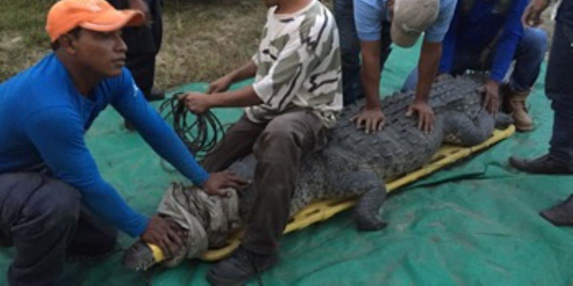 Capturan a cocodrilo que mató a pescador en Chiapas
