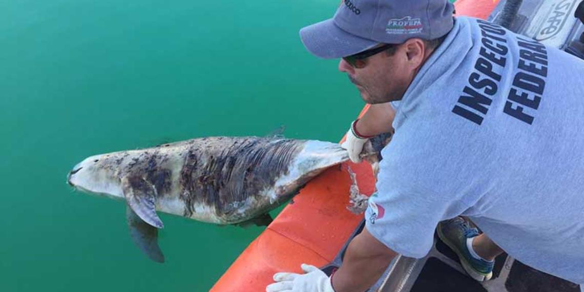Aparece muerta otra vaquita marina en Baja California