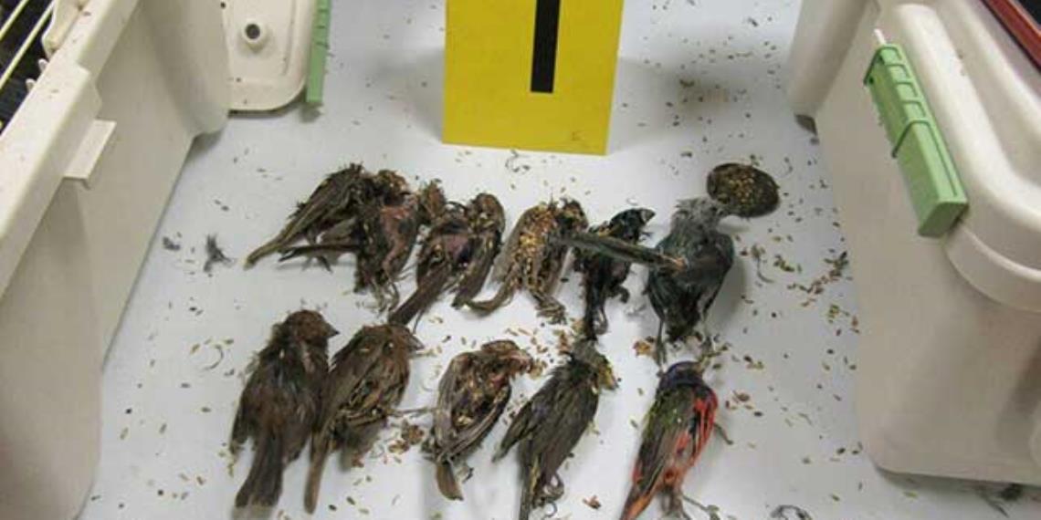 Detienen a español en aeropuerto; llevaba 168 aves ocultas en su maleta 