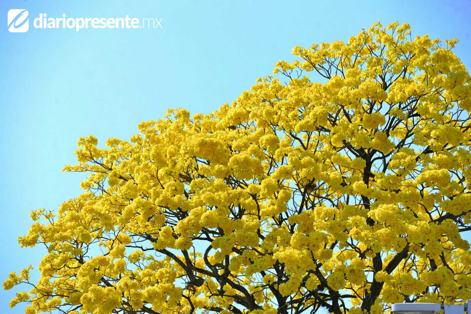 Villahermosa se viste de amarillo con los Guayacanes