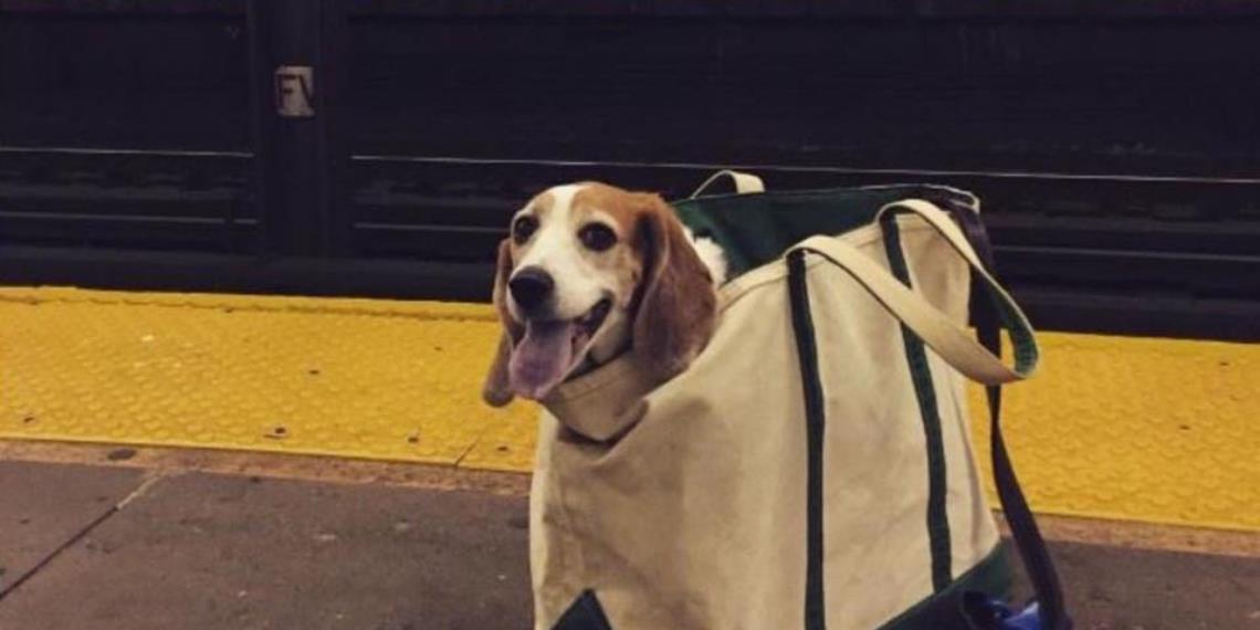 Metro de NY prohíbe entrar con perros  y así contestaron los usuarios
