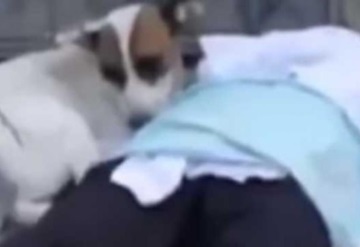 Perro sufre al ver morir baleado a su amo| VIDEO