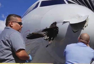 Ave choca con avión; casi provoca una tragedia