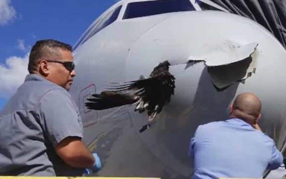 Ave choca con avión; casi provoca una tragedia