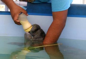 Itzia la bebé manatí rescatada esta en cautiverio