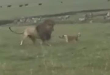 Valiente perrito se enfrenta a dos leones y sale ileso