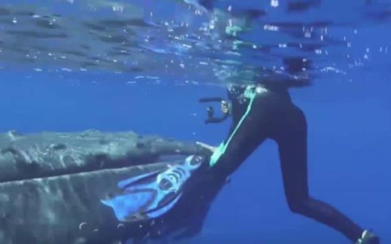 Ballena salva a buceadora de un peligroso tiburón tigre