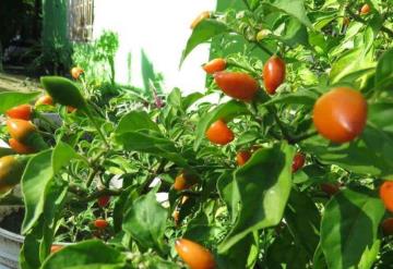 Chile amashito; en riesgo de desaparecer de campo tabasqueño