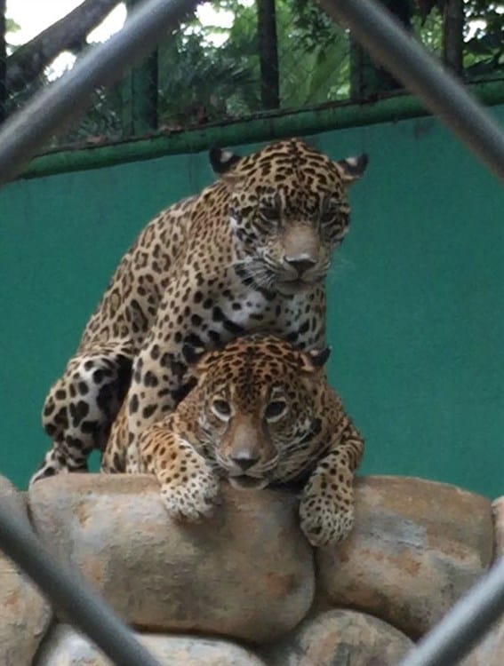 Buscan reproducir pareja de jaguares en el parque Museo La Venta