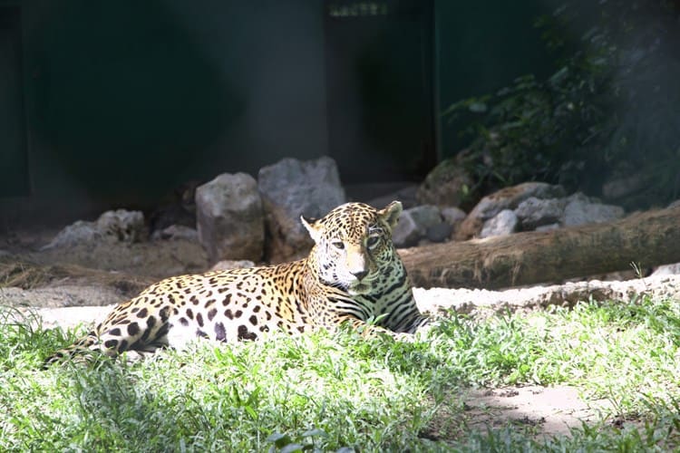 Buscan reproducir pareja de jaguares en el parque Museo La Venta