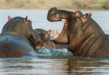 Subastarán dientes de hipopótamo en Tanzania