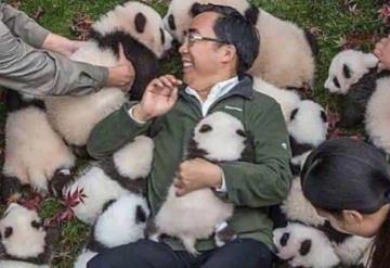 Panda Love