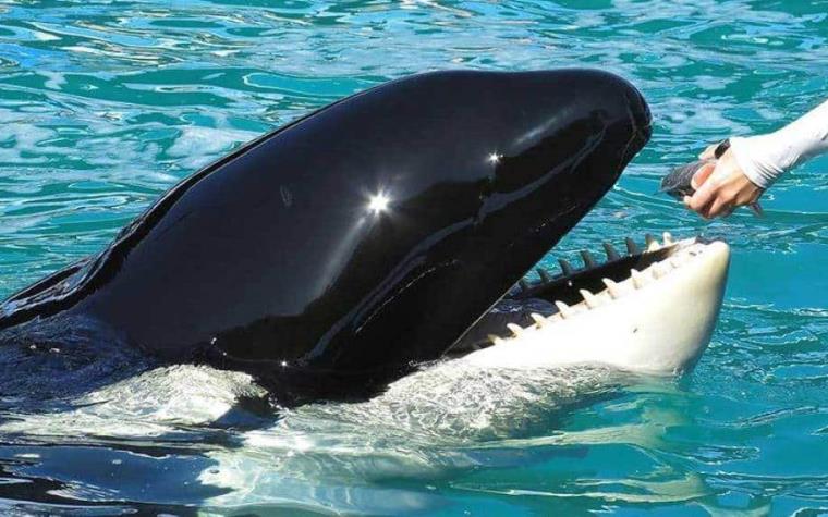 Conoce A Wikie, La Orca Que Aprendió A Hablar