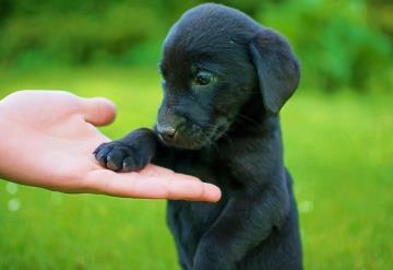 Perros y gatos negros tienen menos posibilidades de ser adoptados