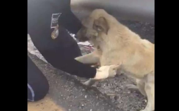 Policía rescata y salva a perrito atrapado en autopista