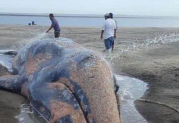 Logran rescatar a ballena gris varada