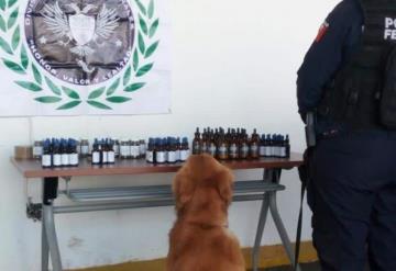 Caninos aseguran 100 frascos con cannabis, productos milagro y suplementos alimenticios