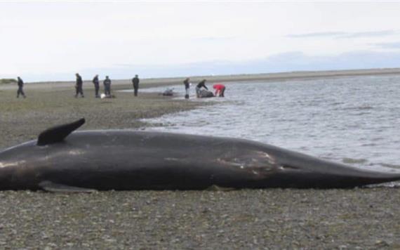 Turistas utilizan el cadáver de una ballena para tomarse fotos y hacer grafitis