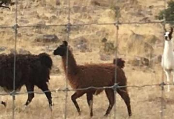 Llamas, bisontes y jabalíes en los ranchos del ex gobernador mexicano César Duarte