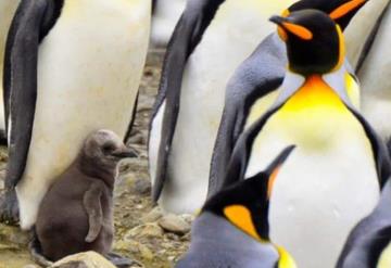 El cambio climático amenaza el futuro del 70% de los pingüinos rey