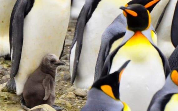 El cambio climático amenaza el futuro del 70% de los pingüinos rey