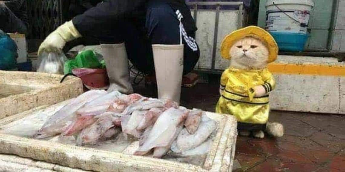 El gato que vende pescado en un mercado de Vietnam