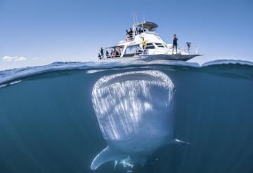 ¡Imagen única! Tiburón ballena captado bajo pequeña embarcación