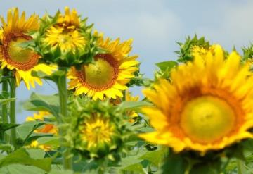 ¡Píntate de amarillo!: conociendo el Santuario de los Girasoles