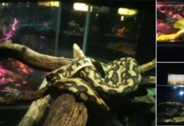 62 reptiles ilegales en Six Flags, fueron decomisados por Profepa