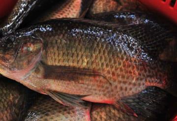 Tabasco, potencia en mojarra tilapia; urgen más productores