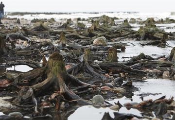 Surge bosque fantasma de las aguas del mar Báltico ruso