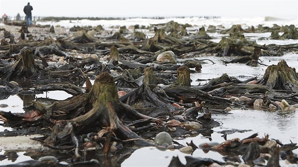 Surge bosque fantasma de las aguas del mar Báltico ruso