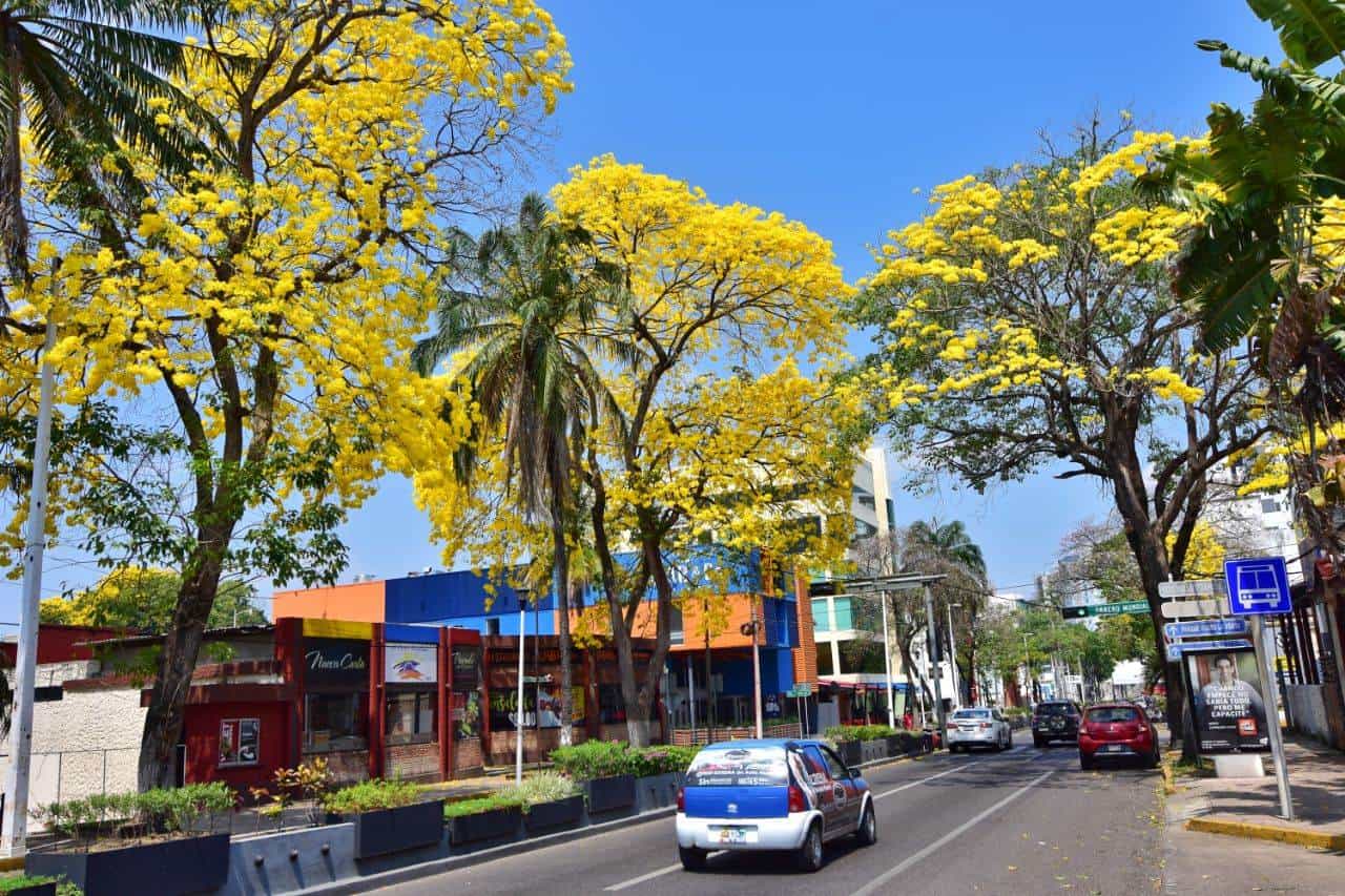 Villahermosa se viste de amarillo con los Guayacanes