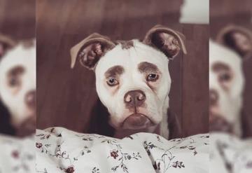 Conoce a Madame Eyebrows la perrita más triste de internet