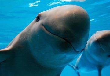 Vaquita marina, en situación crítica su extinción