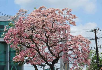 Macuilí cubre de rosa al edén tabasqueño