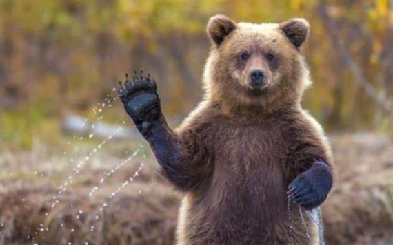 VIDEO: Este genial oso muestra sus dotes cinematográficos
