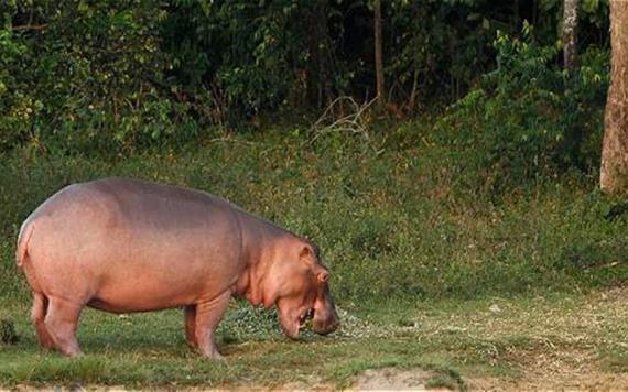 Hipopótamos del narco colonizan Colombia