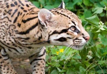 Hombre mata a felino en peligro de extinción en Tenosique