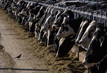 Toyota generará hidrógeno a partir de ... ¡estiércol de vaca!