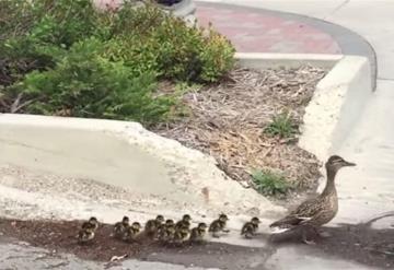 VIDEO: Pata defiende a sus patitos y da paliza a hombre