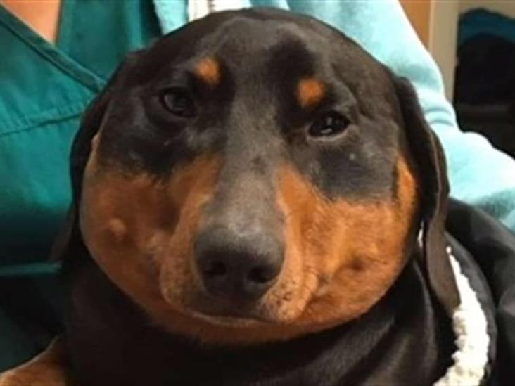 El perro salchicha que se hinchó hasta 3 veces su tamaño normal - BBC News  Mundo