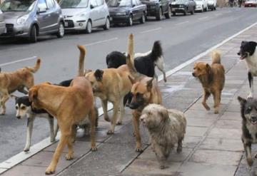 Colocan cámara de video a un perro callejero y descubren esto