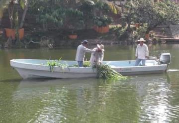 Atención a manatíes de las Ilusiones