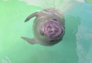 Manatí, una especie en peligro de extinción