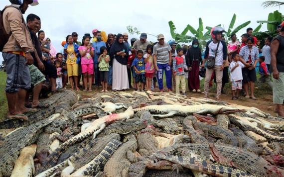 Matan a cerca de 300 cocodrilos en venganza por la muerte de un vecino en Indonesia