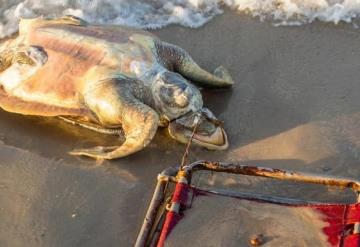 Encuentran muerta a tortuga marina en peligro de extinción